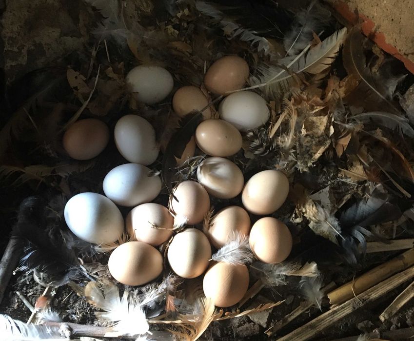 Ovos caseiros frescos- galinhas criadas ao ar livre (1/2 DUZIA)