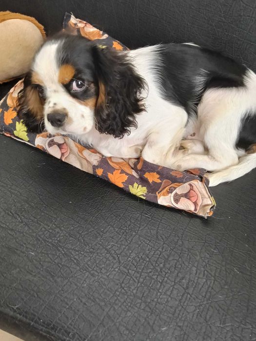 Vendo cachorro Cavalier King Charles