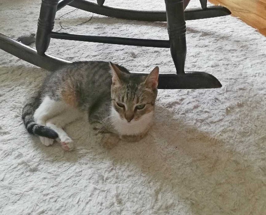 Majeczka - śliczna, 1,5-roczna, wysterylizowana