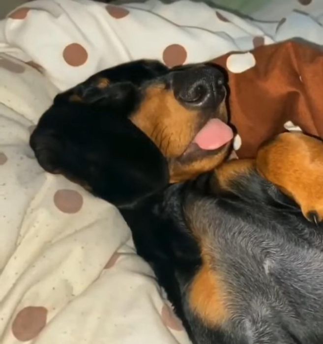 2 місяці  таксики дуже хороші і гарні