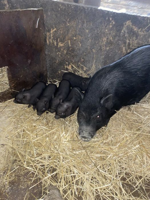 Вьетнамские поросята Свиноматка в подарок