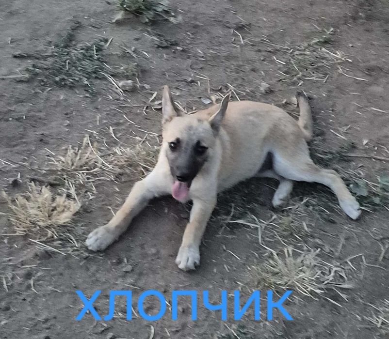 Цуценята у пошуках родини