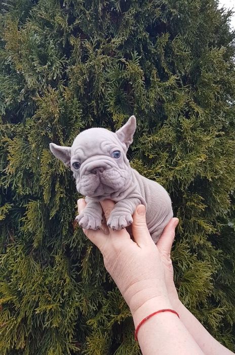 Французький бульдог