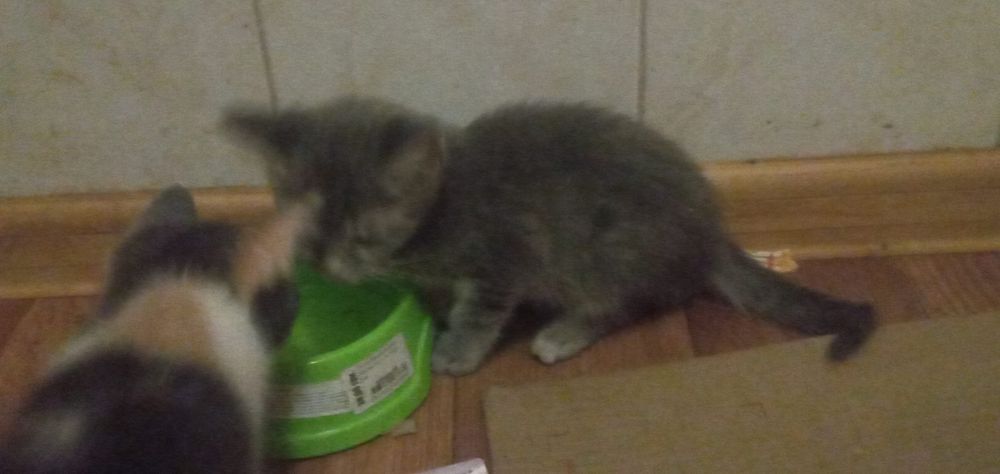 Отдам котят две девочки бесплатно