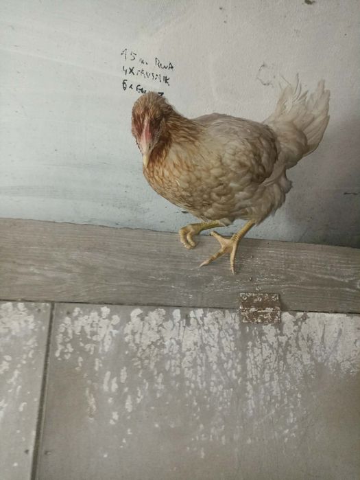 Sprzedam kury nioski 15 tygodniowe