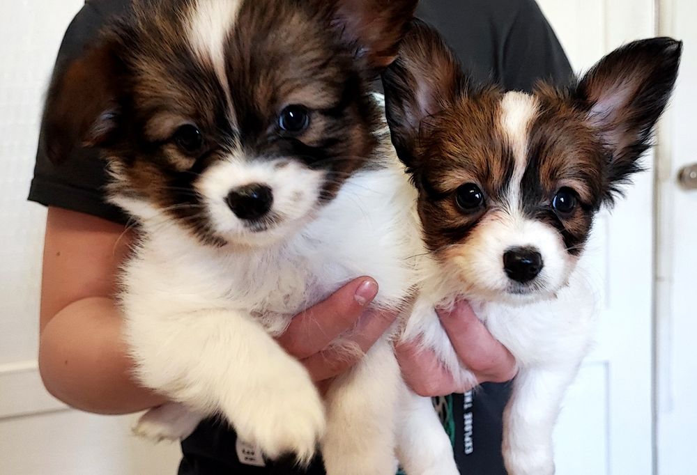 Папійон папільон цуценята.