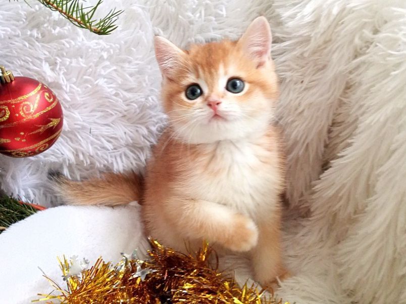 Золоті  шиншилли, чарівні малиши