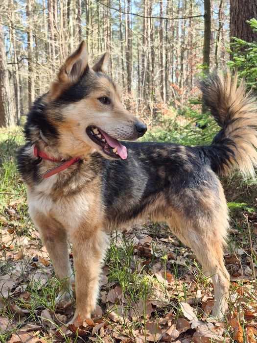 Łagodny pies szuka domu  / do adopcji