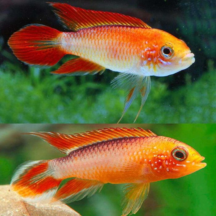 Apistogramma agassizi fire red Pielęgniczka Agassiza fire red