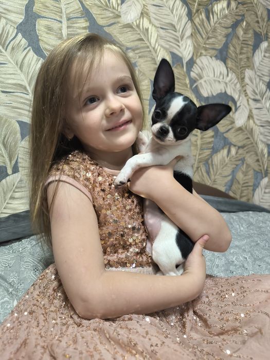 Чіхуахуа дівинка