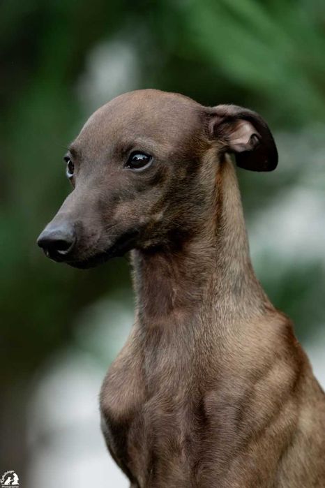 Левретки хлопчик