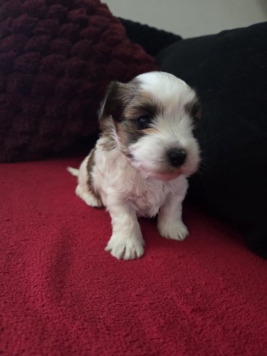 Yorkshire Terrier Biewer Piesek