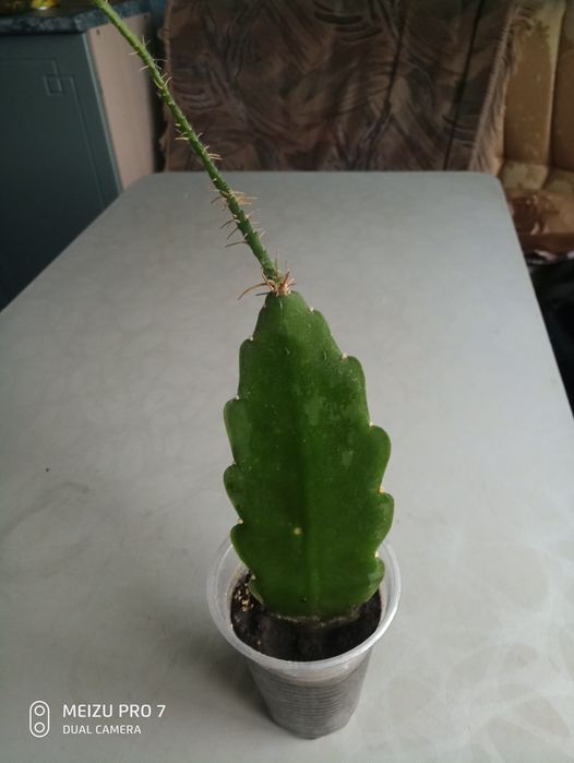 епіфілум червоний