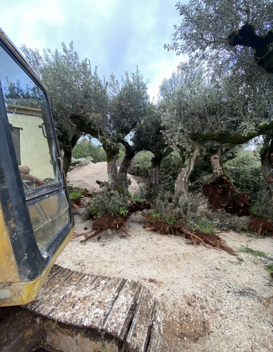 Oliveiras centenarias para jardim