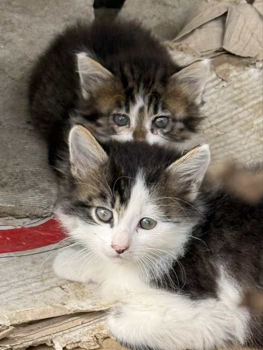 Віддамо безкоштовно котиків!!!