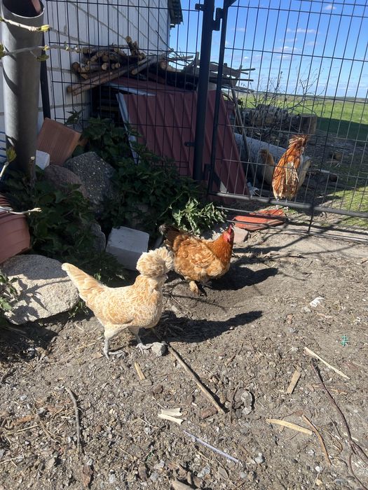 Jaja legowe  od kur ozdobnych kaczek i perliczek