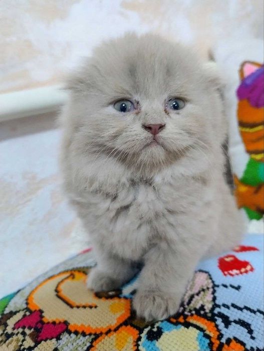 Продаються кошенята!
