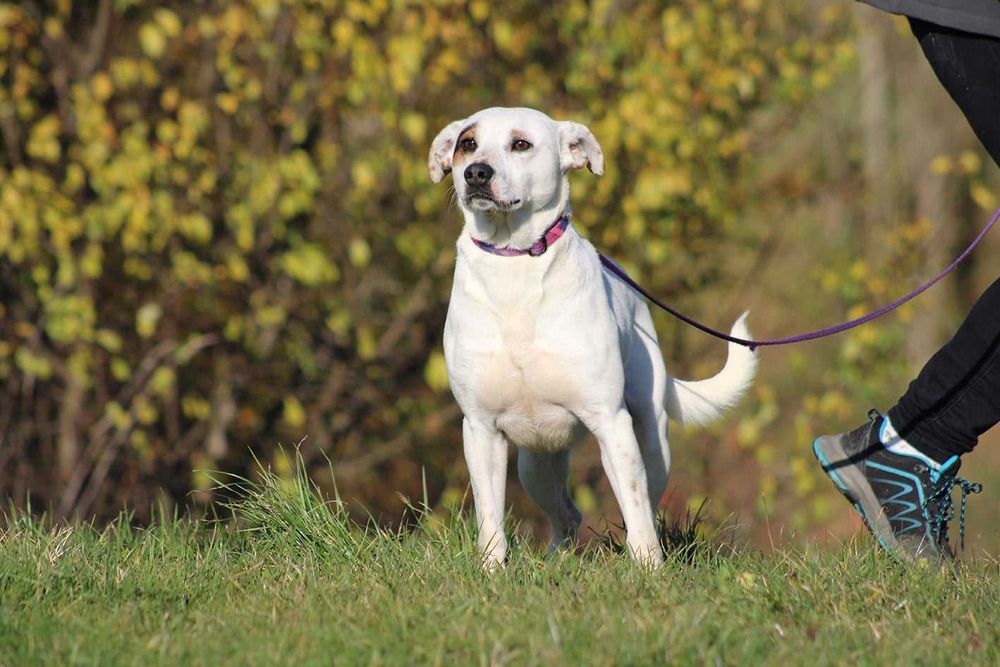 Psikus pies młody kochany adopcja schronisko