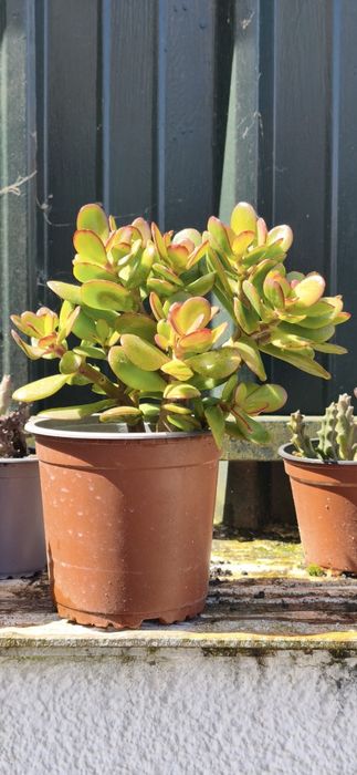 Suculenta (Planta Jade)   "Crassula ovata"
