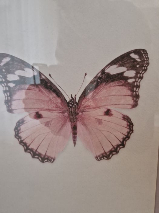 Obraz ikea motyl