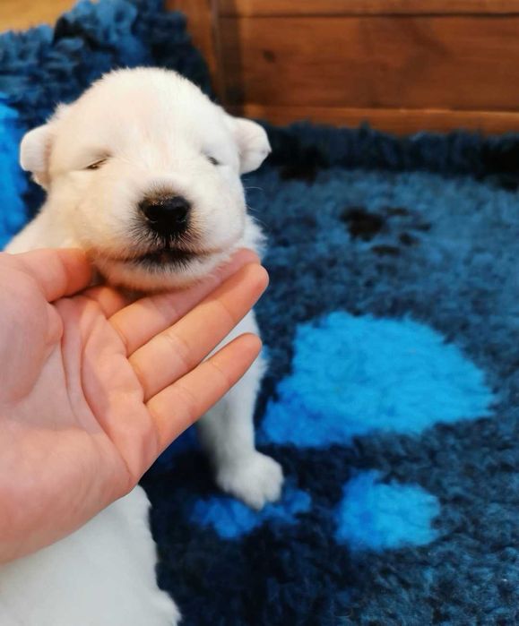 Samoyed szczenię śliczny samiec z rodowodem