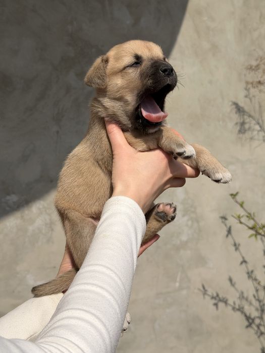 Цуценя дівчинка // віддам в добрі руки // Чернівці та область