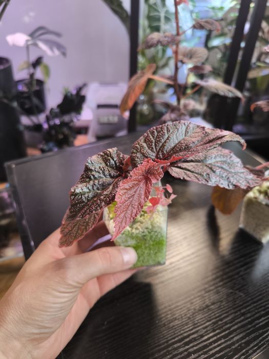Piękna Begonia U062