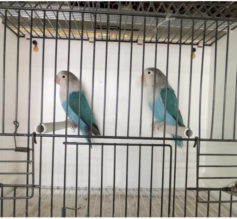 Casal Agapornis Fischer