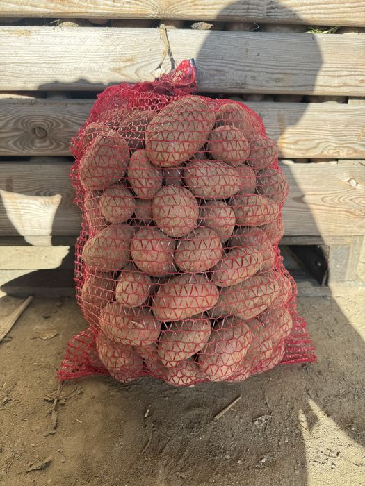 Ziemniaki czerowne Młode  Red Lady