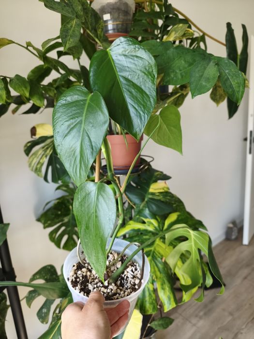 Monstera Sierrana Hawaiian form