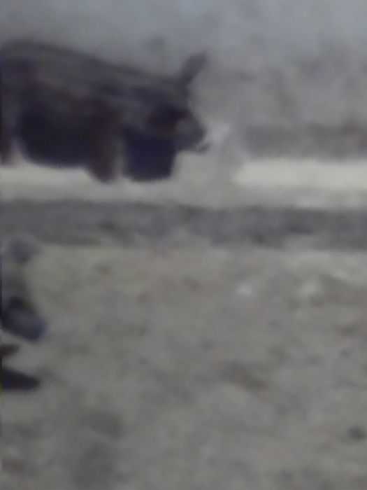 Продам поросят опт