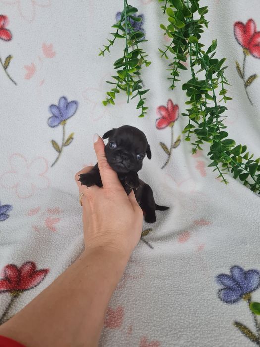 Excelente menina Pug Carlin Preta de Qualidade