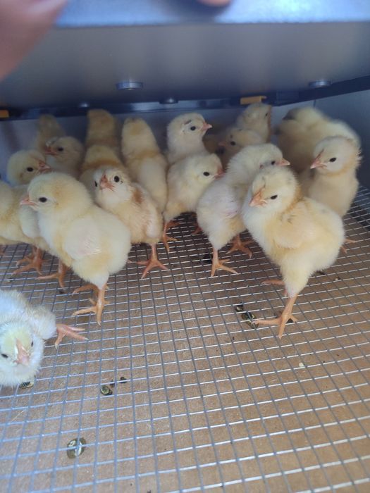 Pintos galinhas leghorn