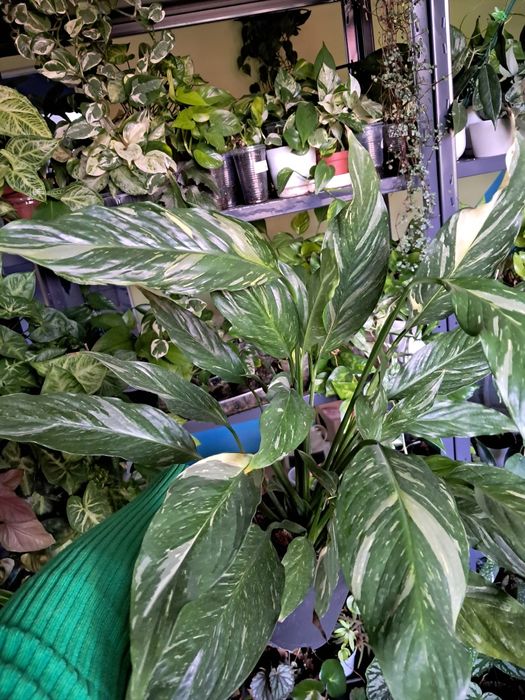 Skrzydlokwiat spathyphillum diamond variegata