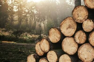 Wycinka drzew (w tym drzew trudnych), konserwacja ogrodowych altan.