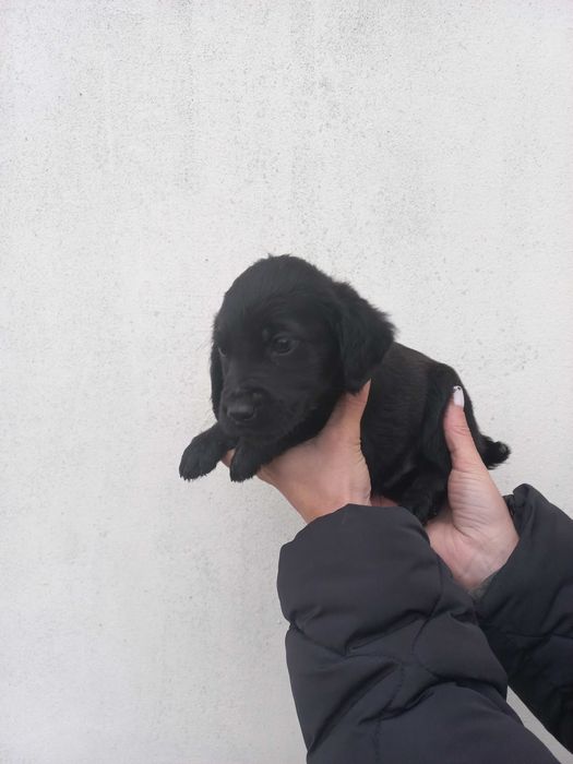 Собачки кокер спаниель