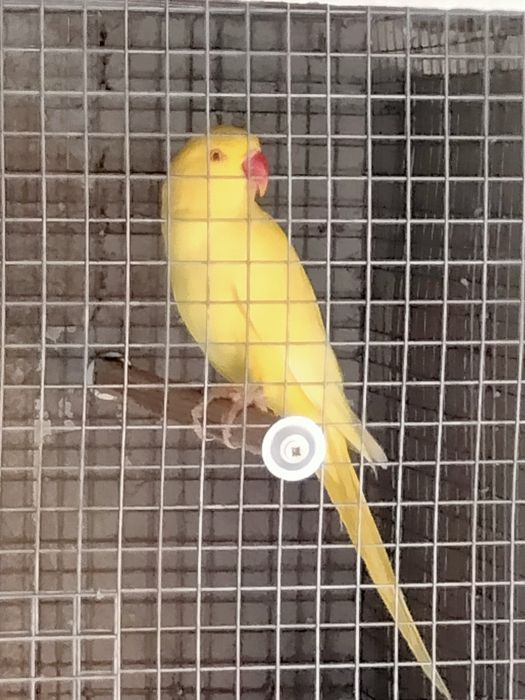 Casal de ring necks adulto