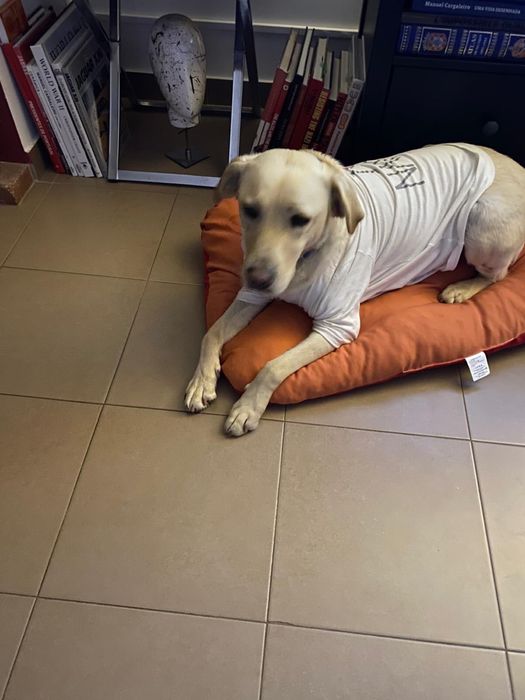 Labradora muito meiga para adoção