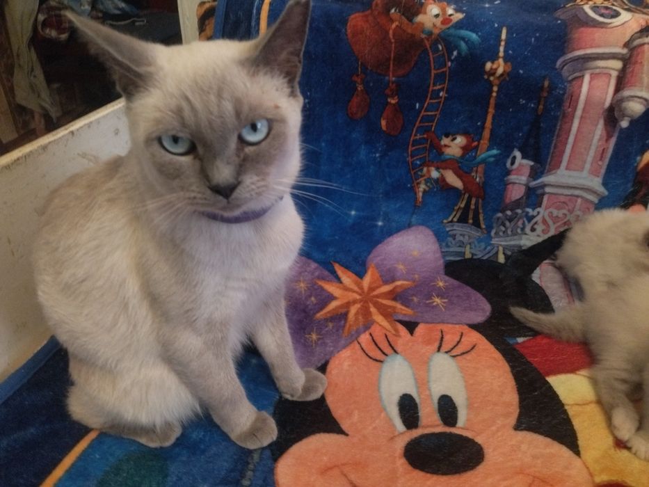 Весняні котенята Сеамськие тайские блюпоиды