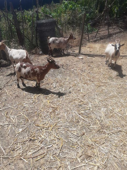 Animais da quinta