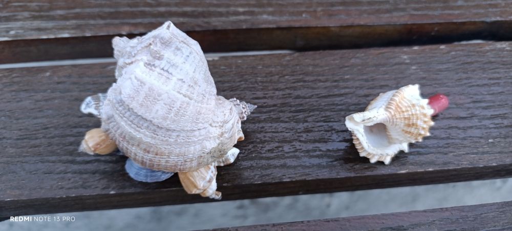 Продам Ракушки морські