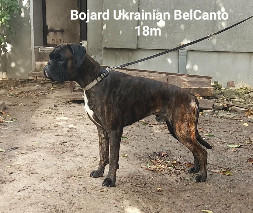 Предлагается на вязку 2 кобеля немецкого боксёра.