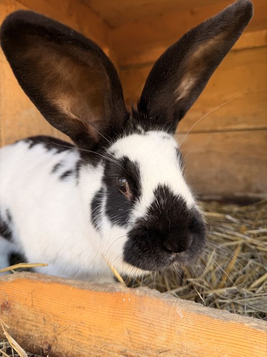 Samiczki krolika srokacz mix Królice