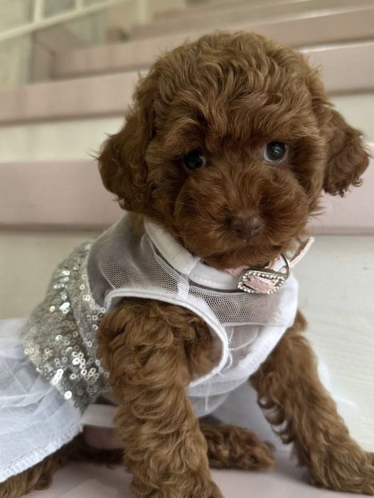 Дівчинка красотка  той пудель,