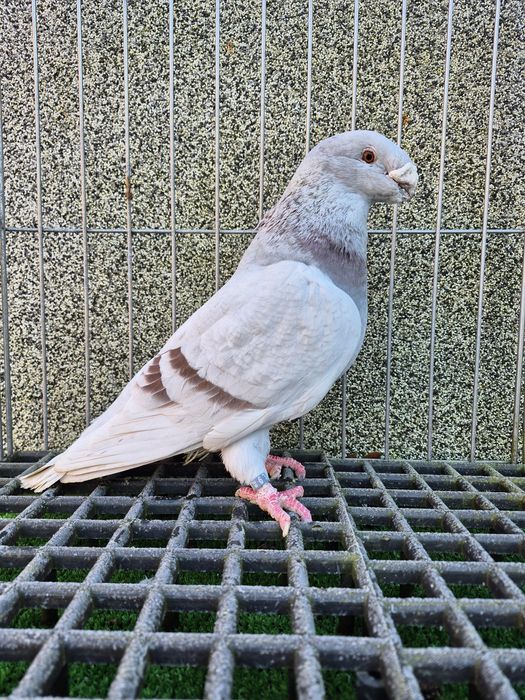 Show racer gołębie