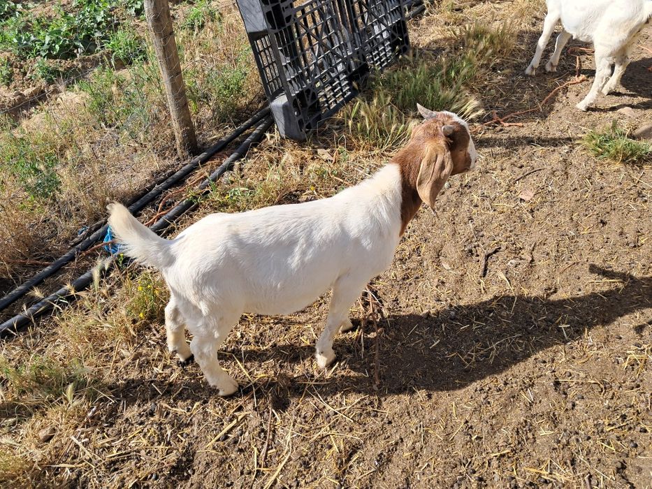 Vendo machos boer puros