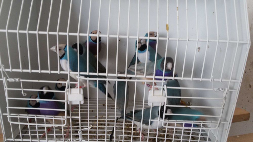 Vendo boas amas sexadas