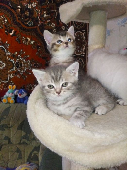 Шотландские котята