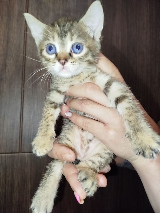 Віддам котенят в добрі руки