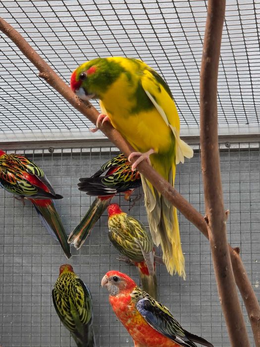 Kakarikis Verdes, Amarelos, Azuis, Cremes, Spangle